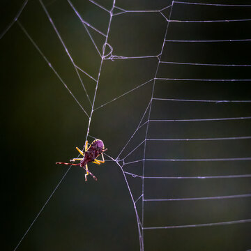 Beetle freeing itself from a spider web, dark background