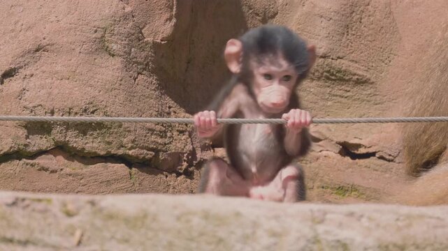 Cute baby baboon monkey playing and swinging on a rope inside a zoo enclosure on a sunny day