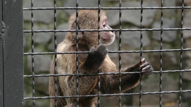 Small capuchin monkey sitting behind metal cage bars in a zoo and quickly eating a piece of food