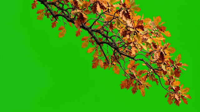 oak branches with autumn leaves moving in wind isolated on green chroma key background with copy space video