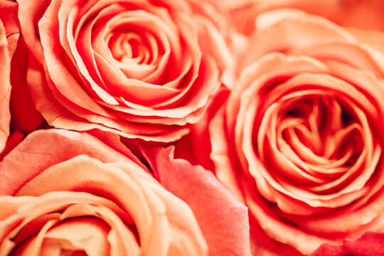 Close-up view of soft peach roses with delicate petals arranged beautifully, showcasing intricate details and textures in a floral composition