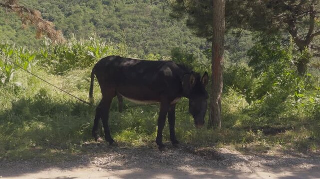 Domestic donkey rolling in the dirt