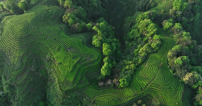 Aerial view of beautiful tea crop terrace landscape in China