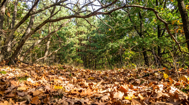 Bosque caducifolio con el suelo cubierto de hojarasca oto&ntilde;al seca, rodeado de ramas entrelazadas y frondosos &aacute;rboles verdes.   