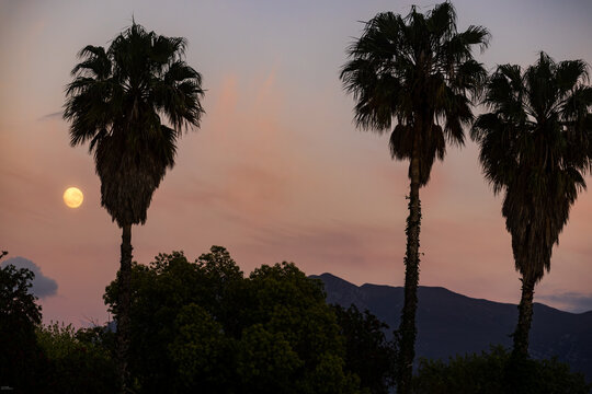 full moon pre dawn with silhouette of palm trees, Stanford, South Africa