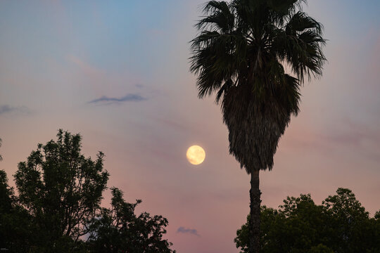 full moon pre dawn with silhouette of palm trees, Stanford, South Africa