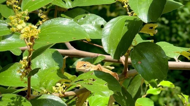 Small garden lizard perching on a blooming green tree branch in bright daylight
