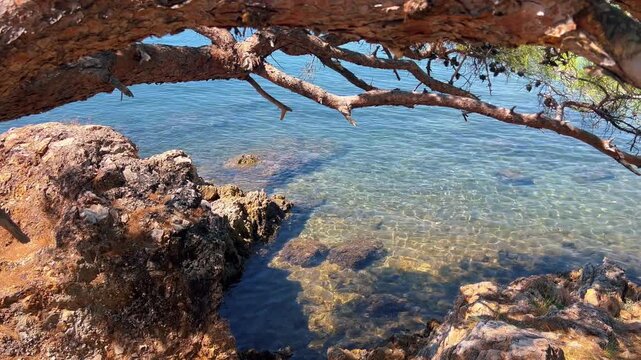 Weathered pine tree branches and rugged coastal rocks naturally frame crystal-clear turquoise waters in Ortunc Bay, Ayvalik.