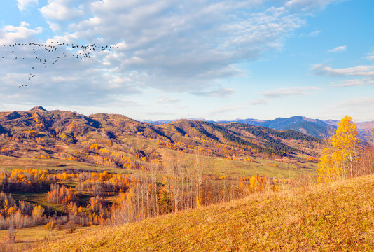 Panoramic view of Savsat highlands on a beautiful autumn day  -  Autumn colorful landscape with colorful tree with snowy mountains - Savsat, Artvin