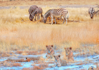 Fototapeta premium Lion family lying in the yellow grass with herd of zebras in yellow grass - Etosha National Park, Namibia