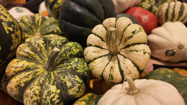 Panning shot of decorative autumn gourds and colorful pumpkins display in harvest market.
