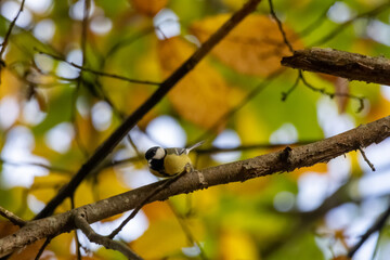 bird on a branch © Matthieu