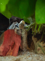 Krab cambarellus diminutus © Ania Burczyńska