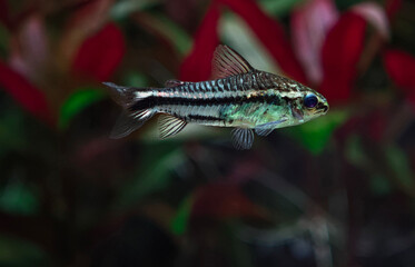 Kirysek pigmej (Corydoras pygmaeus) © Ania Burczyńska