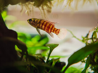 Badis bengalski (Badis Black Tiger) © Ania Burczyńska