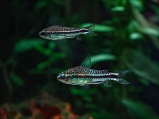Kirysek pigmej (Corydoras pygmaeus) © Ania Burczyńska
