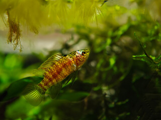 Badis bengalski (Badis Black Tiger) © Ania Burczyńska