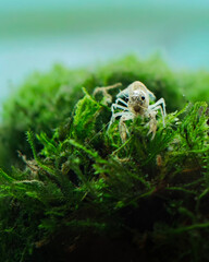 Krab cambarellus diminutus © Ania Burczyńska