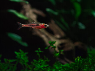 Razbora borneańska (Razbora brigittae) © Ania Burczyńska