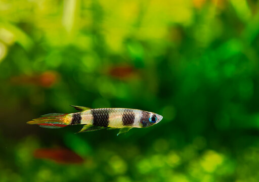 Szczupieńczyk karłowaty (Epiplatys annulatus)