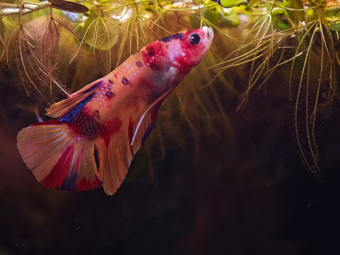 Bojownik candy HMPK (Betta splendens)