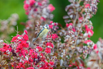 Eurasian blue tit bird perched on the tip of a branch of a flowering crape myrtle tree in an urban garden in autumn. Cyanistes caeruleus, Lagerstroemia indica, Centre Val de Loire, France, Europe © Nature Emotion