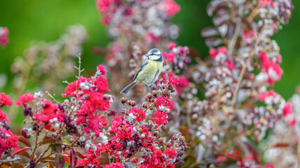 Eurasian blue tit bird perched on the tip of a branch of a flowering crape myrtle tree in an urban garden in autumn. Cyanistes caeruleus, Lagerstroemia indica, Centre Val de Loire, France, Europe © Nature Emotion