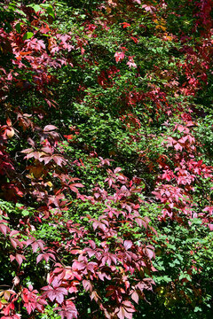dense green and red vine leaves covering a garden wall in autumn season with natural sunlight