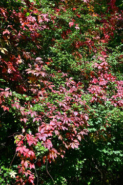 dense green and red autumn foliage in forest with vibrant colorful leaves change in daylight