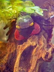 Krab geosesarma (Geosesarma nigripes) © Ania Burczyńska