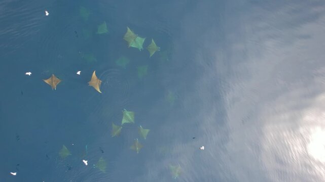 Aerial view of a school of stingrays swimming in the clear blue waters of the Los Roques archipelago, Los Roques, Dependencias Federales, Venezuela.