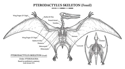 Pterodactyl Skeleton Illustration with Labels © ardian