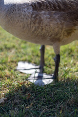 goose on the beach © Fulop
