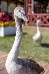 close up of a goose © Fulop