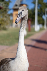 close up of a goose © Fulop