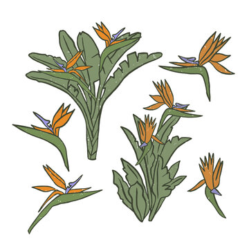 Textured vector illustration set of isolated tropical bird of paradise plant with orange blossoms and green leaves. Naive style exotic botanical graphic collection