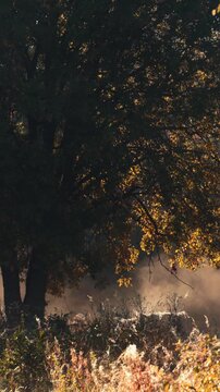 autumn in the forest