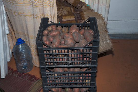 Freshly harvested potatoes stored in black plastic crates indoors, representing homegrown agriculture and seasonal food storage