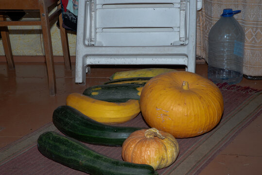 Freshly harvested zucchini, squash, and pumpkins arranged on a rustic rug indoors, showcasing a seasonal homegrown vegetable harvest.