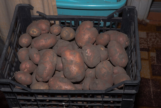 Freshly harvested potatoes stored in black plastic crates indoors, representing homegrown agriculture and seasonal food storage