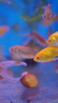 Golden goldfish swimming in blue aquarium water with school of small colorful fish in motion.