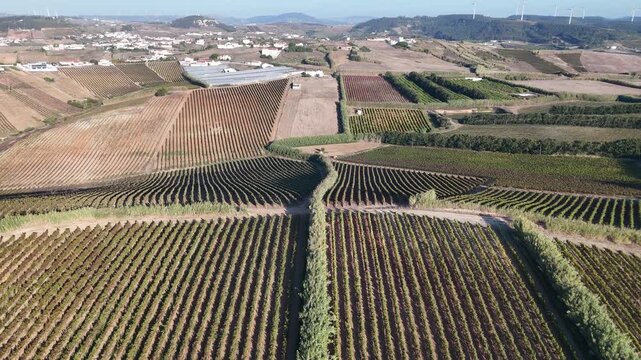 Aerial view of rows of grapevines in a vast vineyard landscape under a clear sky in rural Portugal.