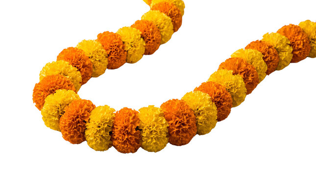 Marigold flower garland for Diwali celebration, orange and yellow floral decoration, traditional Indian festival genda phool garland for wedding event isolated PNG with Transparent Background