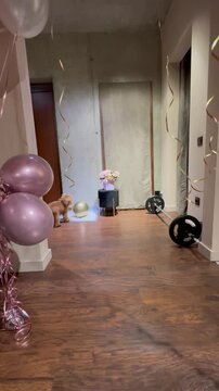 Small toy poodle plays with floating balloons in a decorated room.