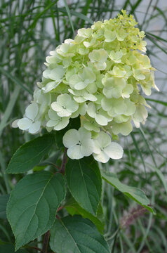 Hydrangea paniculata 'Limelight' creamy-lime flowering cluster and green leaves. Nature, autumn blooming hydrangea, growing ,planting,concept