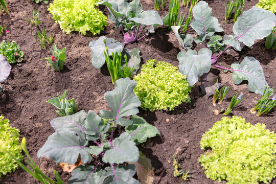 Fresh Green Lettuce And Kohlrabi Plants Growing In Dark Soil Garden Springtime Cultivation Of Vegetables And Edible Plants In The Gardening