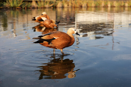 Shelducks (Tadorna ferruginea) standing in water. Red ducks on a lake in city park