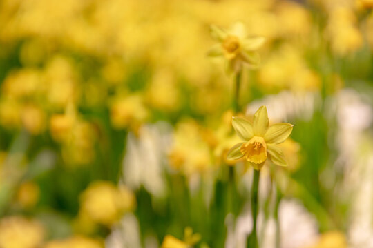 Close-Up Of Yellow Daffodils In A Field Spring Flowers Blooming In A Garden Floral Background For Easter And Springtime Themes Selective Focus