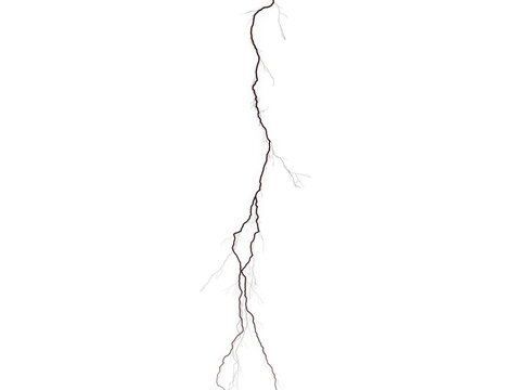 tree roots isolated on white