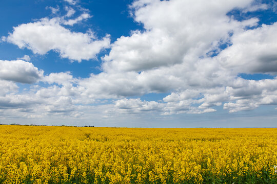 A broad yellow rapeseed field meets a low horizon under billowing white clouds in Kent, England. The open agricultural scene emphasizes seasonal bloom, space and changing spring weather.